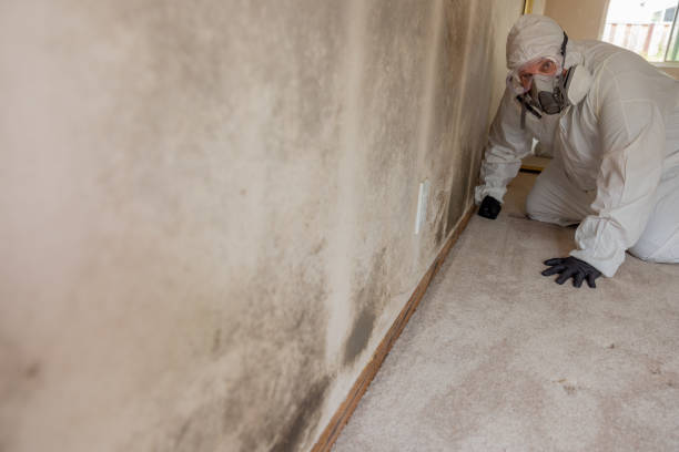 Best Mold Removal for HVAC Installations  in Cheney, WA